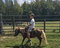 age-belgian-horse