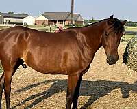sport-arabian-horse