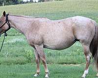 red-dun-apha-aqha-colt-foal