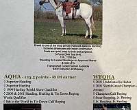 buckskin-colt-foal-for-sale