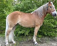 barn-haflinger-horse