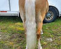 blue-haflinger-horse