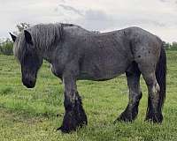 breeding-draft-horse