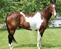 tobiano-one-blue-eye-horse