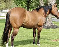 dorsal-stripe-horse