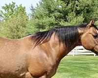 sun-quarter-horse