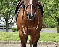 dorsal-stripe-quarter-horse