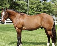 western-quarter-horse