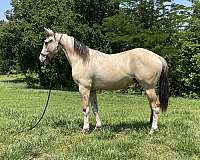 buckskin-halter-started-under-saddle-horse