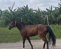 quarter-horse-gelding