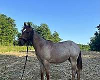 red-roan-roan-mustang-quarter-horse-filly