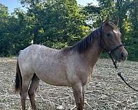 red-roan-roan-mustang-quarter-horse-for-sale