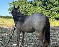 aqha-mustang-quarter-horse