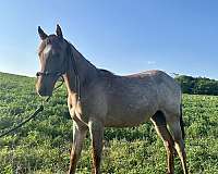 aqha-mustang-quarter-horse-filly
