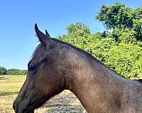 mustang-quarter-horse-filly