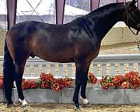 equitation-prospect-dutch-warmblood-horse