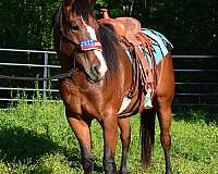 started-under-saddle-filly