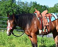 started-under-saddle-horse