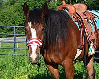 started-under-saddle