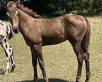 white-spotted-black-horse