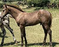 blanketed-colt-appaloosa-horse