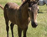 six-appaloosa-horse