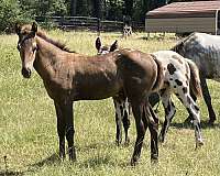 loads-into-trailer-appaloosa-horse