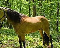 husband-safe-horse-missouri-fox-trotter