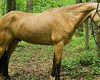 see-pictures-horse