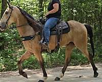 buckskin-see-pictures-horse