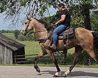 gaited-horse-missouri-fox-trotter