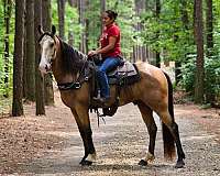 family-horse-missouri-fox-trotter