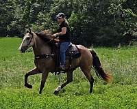 buckskin-missouri-fox-trotter-horse