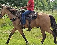 missouri-fox-trotter-horse