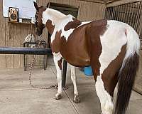 tobiano-pinto-sorrel-white-horse
