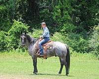 blue-roan-roan-ranch-trail-horse