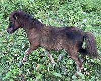 miniature-colt-black-horse