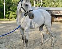 grey-thoroughbred-horse
