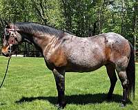 and-ranch-quarter-horse