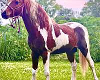 pinto-red-roan-paint-pony