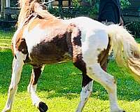 homozygous-tobiano-welsh-pony