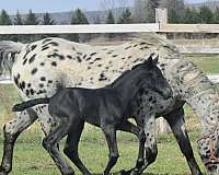 pre-appaloosa-filly-stallion