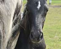 black-pre-filly-stallion