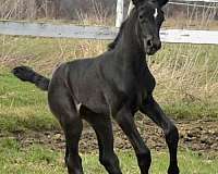 youth-filly-stallion