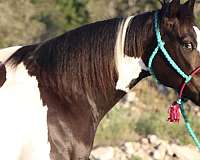 back-paint-pony