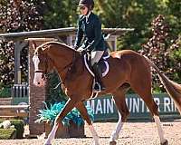 balou-hanoverian-horse