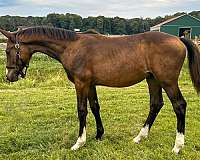 beau-hanoverian-horse