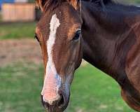 board-hanoverian-horse