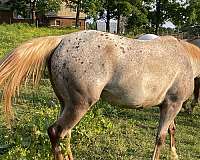 5-hand-appaloosa-horse