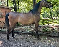 amateur-arabian-horse